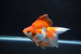 Ryukin Long Tail Red White 4.5 Inch (ID#1217Ry7b-4) Free2Day SHIPPING