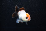 Short Body Thai Oranda  Tricolor 3.5 Inch (ID#1011To14b-71) Free2Day SHIPPING