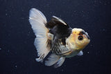 Thai Oranda  Panda 5 Inch (ID#1129To6c-112)