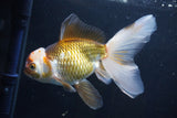 Thai Oranda  Tricolor 6 Inch (ID#1008To2b-106) Free2Day SHIPPING