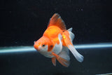 Ryukin Long Tail Red White 4.5 Inch (ID#1217Ry7b-4) Free2Day SHIPPING