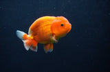 Juvenile Lionchu  Red White 3.5 Inch (ID#408R11b-14) Free2Day SHIPPING