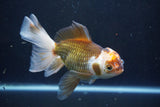 Thai Oranda  Tricolor 6 Inch (ID#1008To2b-106) Free2Day SHIPPING