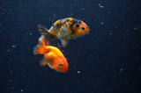 2Pack Ranchu   2.5 Inch (ID#304RPTD-3) Free2Day SHIPPING
