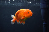 Juvenile Lionchu  Red White 3.5 Inch (ID#408R11b-14) Free2Day SHIPPING