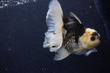 Thai Oranda  Panda 5 Inch (ID#1129To6c-112)