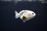 Baby Ranchu  Calico 2.5 Inch (ID#328R9c-22) Free2Day SHIPPING