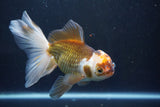 Thai Oranda  Tricolor 6 Inch (ID#1008To2b-106) Free2Day SHIPPING