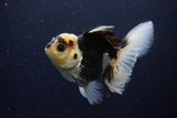 Thai Oranda  Panda 5 Inch (ID#1129To6c-112)