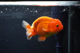 Juvenile Lionchu  Red White 3.5 Inch (ID#408R11b-14) Free2Day SHIPPING