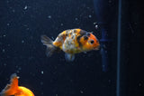 2Pack Ranchu   2.5 Inch (ID#304RPTD-3) Free2Day SHIPPING