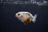 Baby Ranchu  Calico 2.5 Inch (ID#328R9c-22) Free2Day SHIPPING