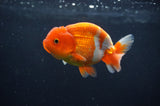 Juvenile Lionchu  Red White 3.5 Inch (ID#408R11b-14) Free2Day SHIPPING