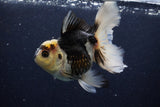 Thai Oranda  Panda 5 Inch (ID#1129To6c-112)