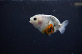 Baby Ranchu  Calico 2.5 Inch (ID#328R9c-22) Free2Day SHIPPING