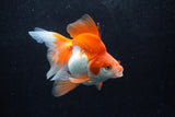 Ryukin Long Tail Red White 4.5 Inch (ID#1217Ry7b-4) Free2Day SHIPPING