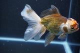 Thai Oranda  Tricolor 6 Inch (ID#1008To2b-106) Free2Day SHIPPING