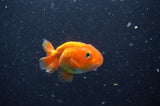 2Pack Ranchu   2.5 Inch (ID#304RPTD-3) Free2Day SHIPPING