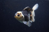 Thai Oranda  Panda 5 Inch (ID#1129To6c-112)