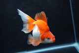 Ryukin Long Tail Red White 4.5 Inch (ID#1217Ry7b-4) Free2Day SHIPPING