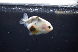 Baby Ranchu  Calico 2.5 Inch (ID#328R9c-22) Free2Day SHIPPING