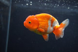 Juvenile Lionchu  Red White 3.5 Inch (ID#408R11b-14) Free2Day SHIPPING