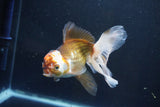 Thai Oranda  Tricolor 6 Inch (ID#1008To2b-106) Free2Day SHIPPING