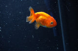 2Pack Ranchu   2.5 Inch (ID#304RPTD-3) Free2Day SHIPPING