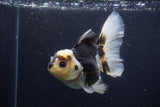 Thai Oranda  Panda 5 Inch (ID#1129To6c-112)