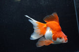 Ryukin Long Tail Red White 4.5 Inch (ID#1217Ry7b-4) Free2Day SHIPPING