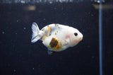 Baby Ranchu  Calico 2.5 Inch (ID#328R9c-22) Free2Day SHIPPING