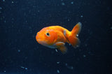 2Pack Ranchu   2.5 Inch (ID#304RPTD-3) Free2Day SHIPPING