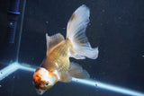 Thai Oranda  Tricolor 6 Inch (ID#1008To2b-106) Free2Day SHIPPING