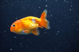 2Pack Ranchu   2.5 Inch (ID#304RPTD-3) Free2Day SHIPPING