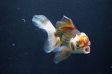 Thai Oranda  Tricolor 6 Inch (ID#1008To2b-106) Free2Day SHIPPING