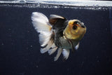 Thai Oranda  Panda 5 Inch (ID#1129To6c-112)