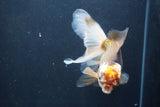 Thai Oranda  Tricolor 6 Inch (ID#1008To2b-106) Free2Day SHIPPING