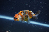 2Pack Ranchu   2.5 Inch (ID#304RPTD-3) Free2Day SHIPPING