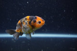 2Pack Ranchu   2.5 Inch (ID#304RPTD-3) Free2Day SHIPPING
