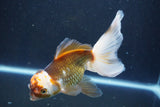 Thai Oranda  Tricolor 6 Inch (ID#1008To2b-106) Free2Day SHIPPING