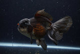 Thai Oranda  Tricolor 6 Inch (ID#1129To6c-113)