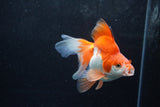 Ryukin Long Tail Red White 4.5 Inch (ID#1217Ry7b-4) Free2Day SHIPPING