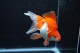 Ryukin Long Tail Red White 4.5 Inch (ID#1217Ry7b-4) Free2Day SHIPPING