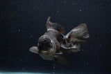 Thai Oranda  Tricolor 6 Inch (ID#1129To6c-113)