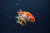 2Pack Ranchu   2.5 Inch (ID#304RPTD-4) Free2Day SHIPPING