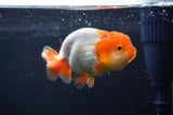 Juvenile Lionchu  Red White 3.5 Inch (ID#408R11b-15) Free2Day SHIPPING