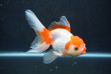 Thai Oranda  Red White 5 Inch (ID#1004To2b-106) Free2Day SHIPPING