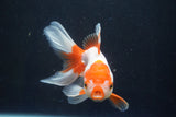 Thai Oranda  Red White 5 Inch (ID#1004To2b-106) Free2Day SHIPPING