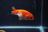 2Pack Ranchu   2.5 Inch (ID#304RPTD-4) Free2Day SHIPPING