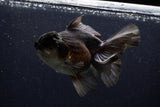 Thai Oranda  Tricolor 6 Inch (ID#1129To6c-113)